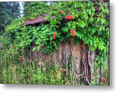 Lower Alabama Al Brooklyn Conecuh County Trupet Vine Ivy Antique Rustic Country Orange Flower Flowers Evergreen Andalusia Metal Print featuring the photograph LA Mansion by JC Findley