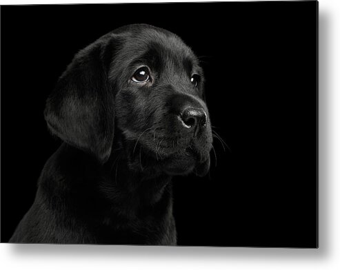 Puppy Metal Print featuring the photograph Labrador Retriever puppy isolated on black background by Sergey Taran