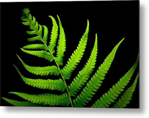 Fern Metal Print featuring the photograph Lady Green by Lorenzo Cassina