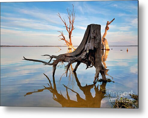 Lake Bonney At Daybreak Riverland South Australia Tree Silhouettes Metal Print featuring the photograph Lake Bonney at Daybreak by Bill Robinson