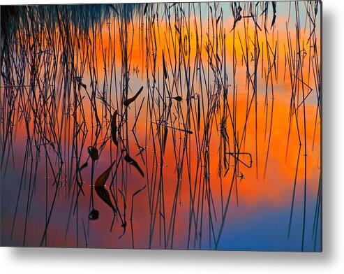 Sunset Metal Print featuring the photograph Lake Reeds And Sunset Colors by Irwin Barrett