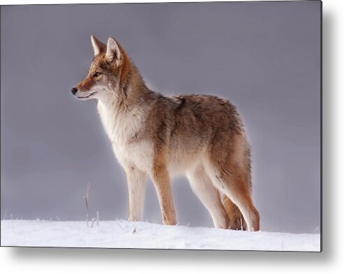 Mark Miller Photos Metal Print featuring the photograph Lakeside Coyote by Mark Miller