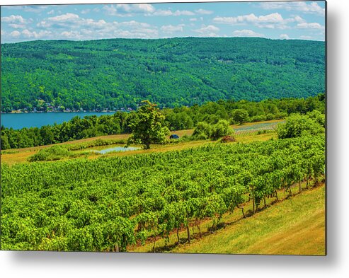 Grapes Metal Print featuring the photograph Lakeside Vineyard I by Steven Ainsworth