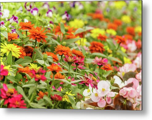 Bangalore Metal Print featuring the photograph Lalbagh flower show by SAURAVphoto Online Store