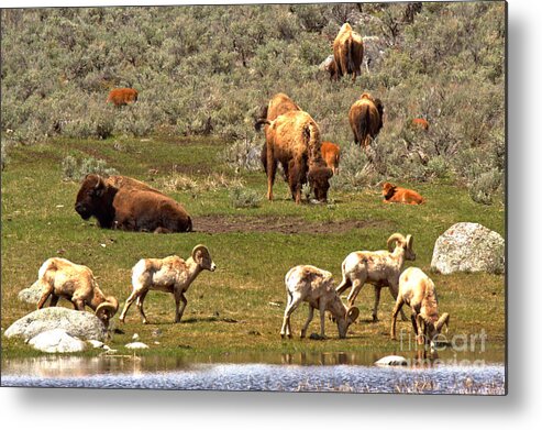 Bison Metal Print featuring the photograph Lamar Valley Wildlife Picnic by Adam Jewell
