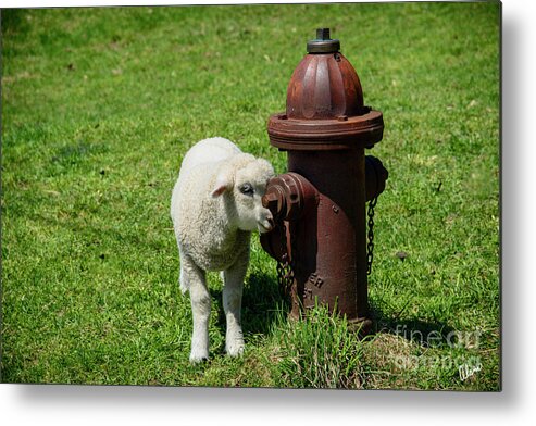 Maine Scene Metal Print featuring the photograph Lamb and Fire Hydrant by Alana Ranney