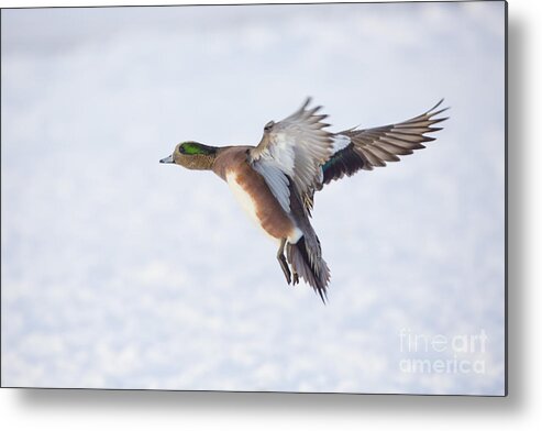 Duck Metal Print featuring the photograph Landing by Douglas Kikendall