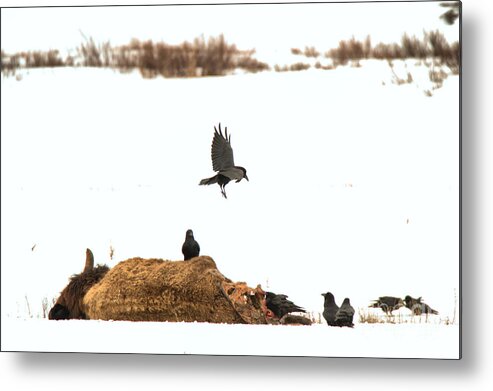 Bison Metal Print featuring the photograph Landing On The Bison Carcass by Adam Jewell