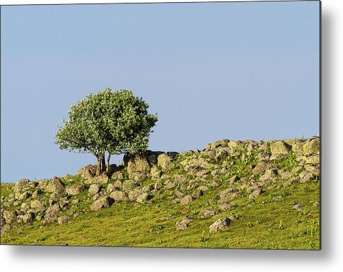 Tree Metal Print featuring the photograph Landscape of Aubrac - 1 - France by Paul MAURICE
