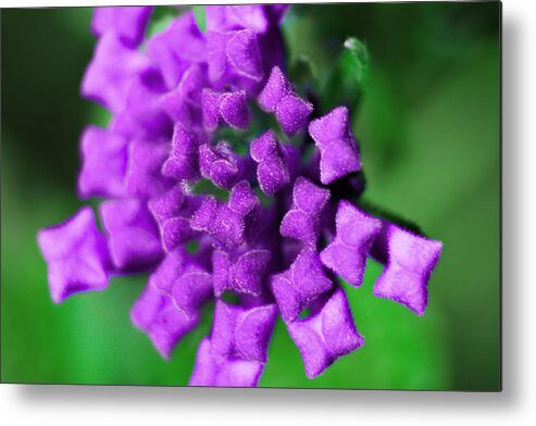 Landscape Metal Print featuring the photograph Lantanna Lavender by Morgan Carter