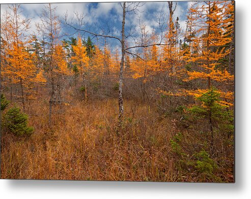 Blue Mountain-birch Cove Lakes Wilderness Metal Print featuring the photograph Larch Meadow Gold by Irwin Barrett