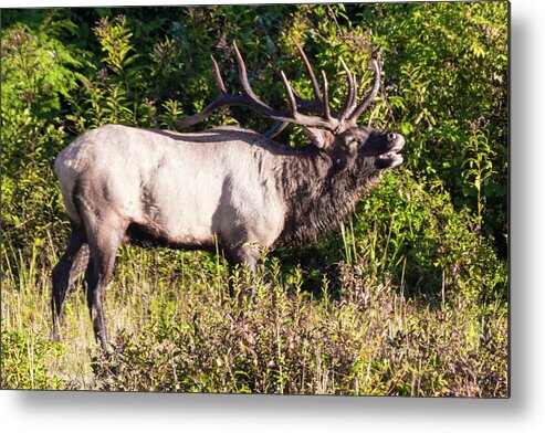 Bull Metal Print featuring the photograph Large Bull Elk Bugling by D K Wall