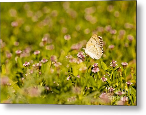 Butterfly Metal Print featuring the photograph Large Salmon Arab butterfly by Alon Meir