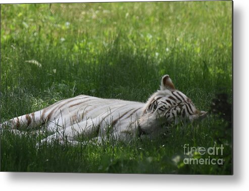Tiger Metal Print featuring the photograph Large White Bengal Tiger Laying in the Grass by DejaVu Designs