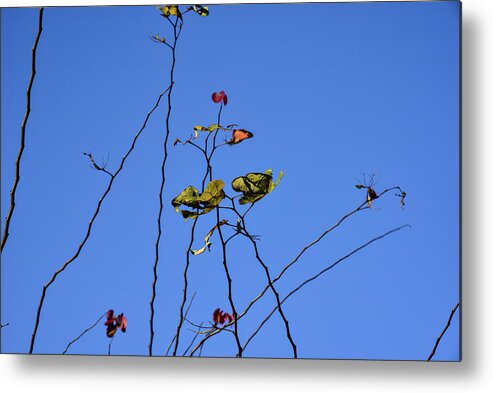 Linda Brody Metal Print featuring the photograph Last Leaves of Autumn Still Hanging On III by Linda Brody