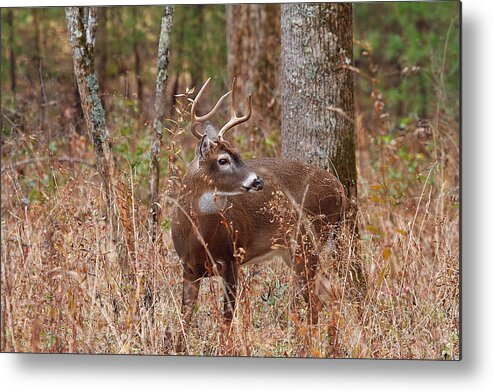 White-tail Deer Metal Print featuring the photograph Young Buck by Rhonda McClure