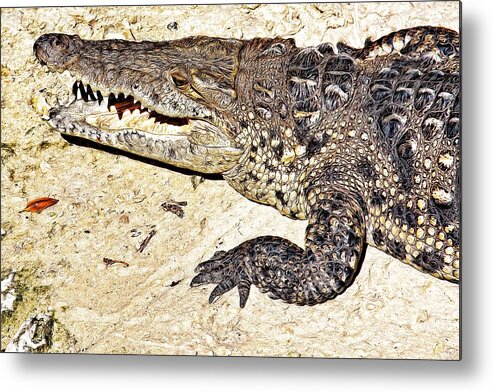 Laughing Metal Print featuring the photograph Laughing alligator by Tatiana Travelways