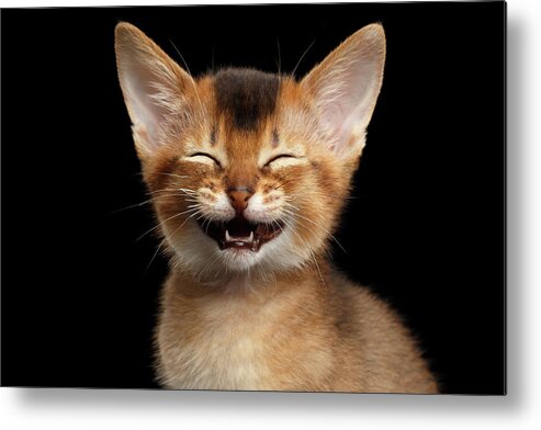 Kitten Metal Print featuring the photograph Laughing Kitten by Sergey Taran