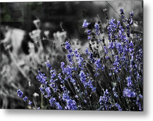 Garden Metal Print featuring the photograph Lavender B and W by April Burton
