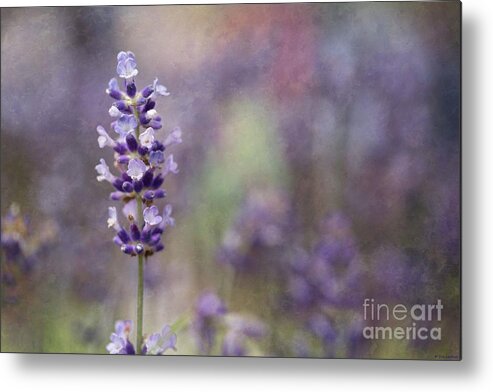 Lavender Metal Print featuring the photograph Lavender by Eva Lechner