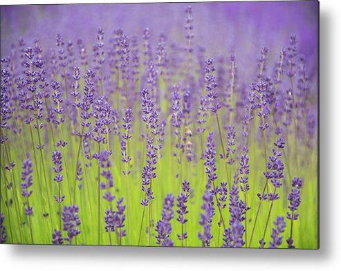 Lavender Metal Print featuring the photograph Lavender Fantasy by Jani Freimann