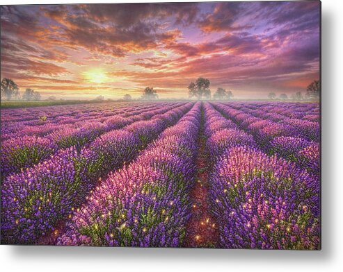 #faatoppicks Metal Print featuring the painting Lavender Field by Phil Jaeger