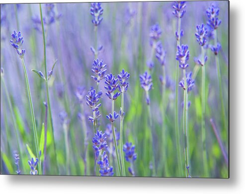 Jenny Rainbow Fine Art Photography Metal Print featuring the photograph Lavender Fields by Jenny Rainbow