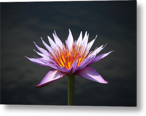  Metal Print featuring the photograph Lavender Fire 2 by Ron Monsour