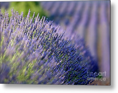 Agriculture & Food Metal Print featuring the photograph Lavender flowers in a field by Sami Sarkis