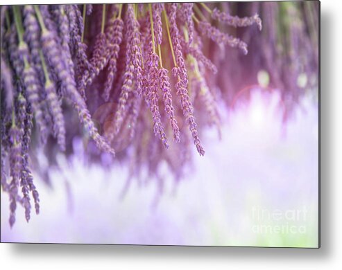 Lavender Metal Print featuring the photograph Lavender by Jane Rix