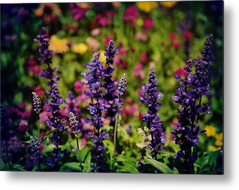 Lavender Metal Print featuring the photograph Lavender by Milena Ilieva
