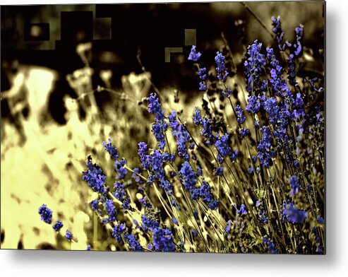Purple Metal Print featuring the photograph Lavender Yellow by April Burton