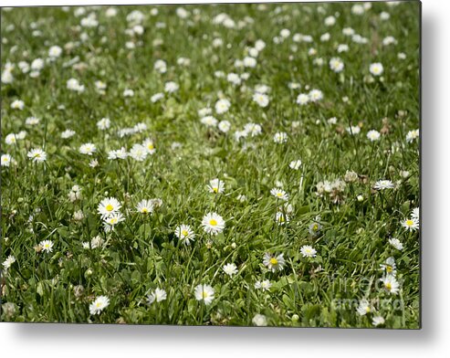 Daisy Metal Print featuring the photograph Lawn of daisies by Cindy Garber Iverson
