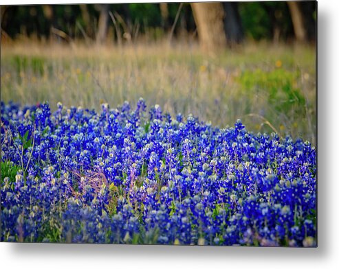 Bluebonnets Metal Print featuring the photograph Layers of Blue by Linda Unger