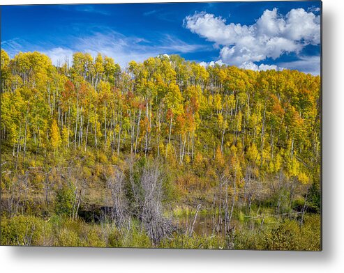 Scenic Metal Print featuring the photograph Layers of Colors of an Aspen Tree Forest by James BO Insogna