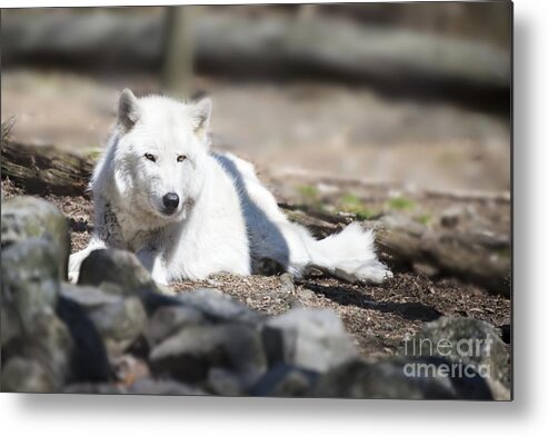 timber Wolf Metal Print featuring the photograph Lazy Wolf by Anthony Sacco