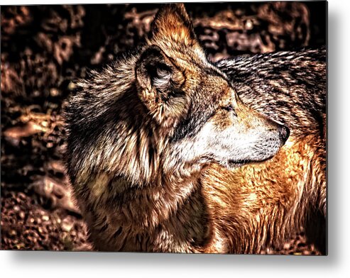 Wolf Metal Print featuring the photograph Leader of the Pack by Mike Stephens