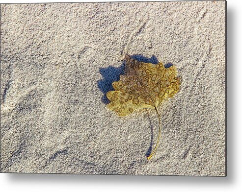 Monument Metal Print featuring the photograph Leaf, Shadow and Sand by Roslyn Wilkins