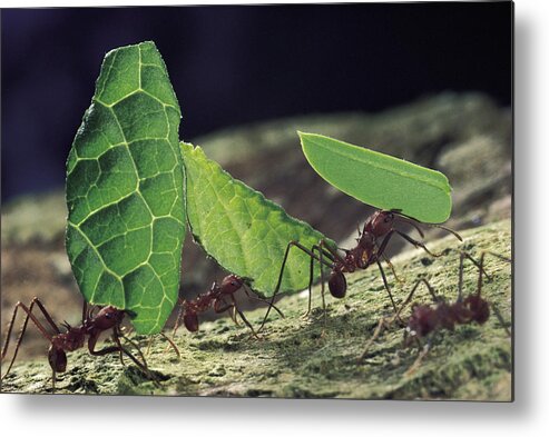 Mp Metal Print featuring the photograph Leafcutter Ant Atta Cephalotes Workers by Mark Moffett