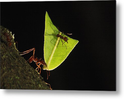Mp Metal Print featuring the photograph Leafcutter Ant Atta Sp Carrying Leaf by Cyril Ruoso