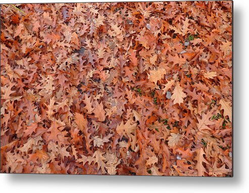 Leaves Metal Print featuring the photograph Leaves autumn by Lukasz Ryszka