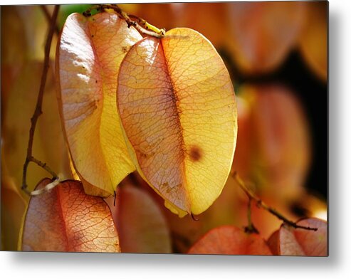 Leaves Metal Print featuring the photograph Leaves hang for Fall-Gerorgia by Adrian De Leon Art and Photography