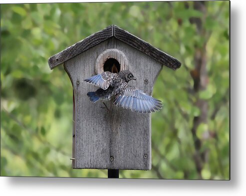 Bluebird Metal Print featuring the photograph Leaving Home by Jackson Pearson