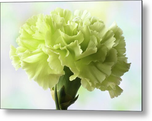 Carnation Metal Print featuring the photograph Lemon Carnation by Terence Davis