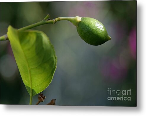 Lemon Metal Print featuring the photograph Lemon by Eileen Gayle