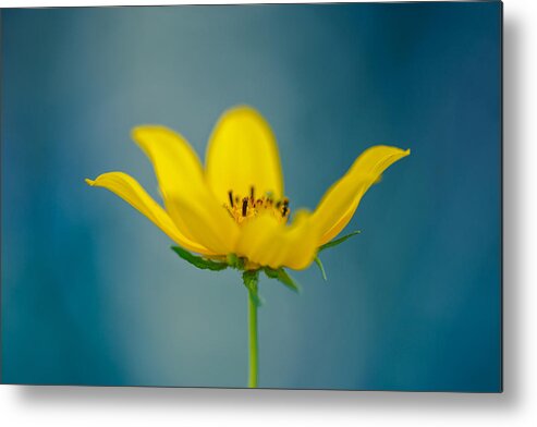 Yellow Flower Metal Print featuring the photograph Lemon Yellow Sun by Shane Holsclaw