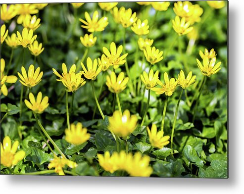 Lesser Celandine Metal Print featuring the photograph Lesser Celandine by Nick Bywater