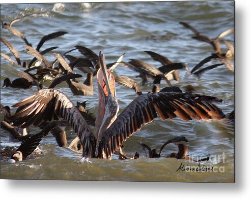 Pelican Metal Print featuring the photograph Let's Do Lunch by Alison Salome