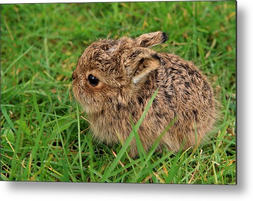 Hare Metal Print featuring the photograph Leveret by Aidan Moran