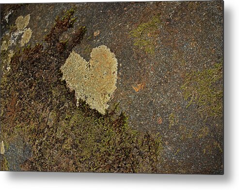 Lichen Metal Print featuring the photograph Lichen Love by Mike Eingle